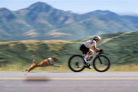 4141 4d|Search Your Lucky/Dream Number(4141) Cyclist Chased By Dog .